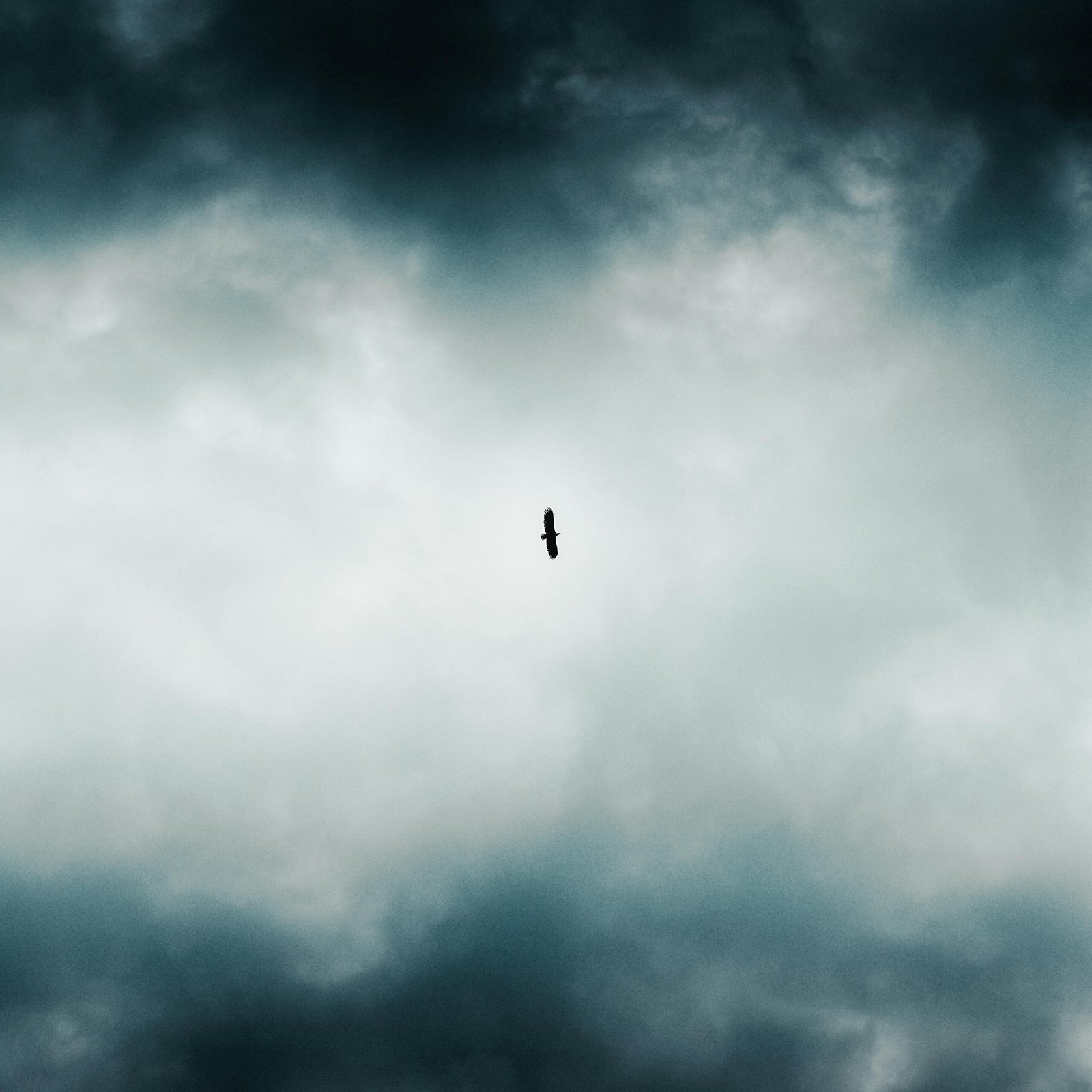 Project “Wings”